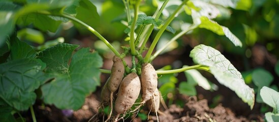 Wall Mural - Radish Plant with Large Roots