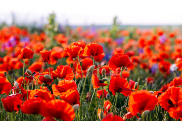 Sticker - Magical bloom of red poppies in a spring meadow against the sun.