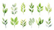 © MONWARA - A series of green leaves are painted in watercolor isolated on a transparent background