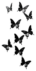 Sticker - PNG Photography of flying butterflies monochrome butterfly animal.