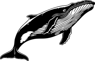 Wall Mural - Whale drawing clipart design illustration