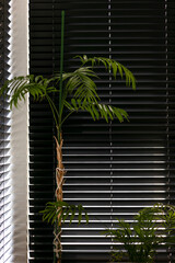 Poster - Black wooden blinds automatic with horizontal slats, casting light and shadow patterns. Wood blinds close up on the window. Lush green leaves of a tropical plant balancing design with nature.