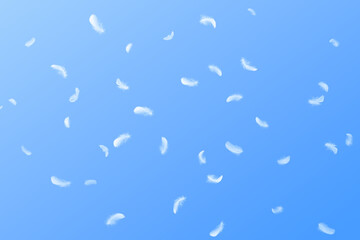 Wall Mural - Abstract Many White Bird Feathers Floating in A Blue Sky. Softness of Feathers Falling in Heavenly.	