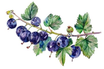 Sticker - Hand-drawn Blackcurrant Branch in Watercolor, Isolated on White. Fresh Organic Berries for Healthy Eating and Jam Making