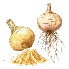 Hand-drawn Watercolor Illustration of Maca Root and Peruvian Ginseng Powder, Organic Superfood Ingredient for Healthy Diet
