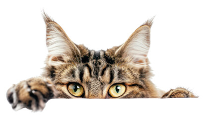 Sticker - PNG Curious cat peeking playfully