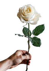 Poster - PNG Elegant white rose in hand