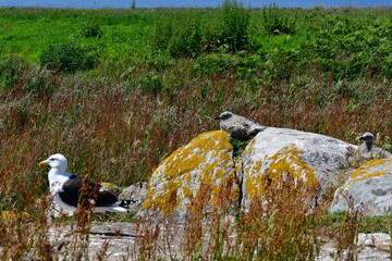 Seagull with a chicks. Great Saltee Island, Kilmore Quay, Co. Wexford, Ireland