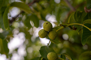 Three nuts are hanging from a tree branch