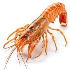 Fresh Lobster on White Background