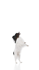 Wall Mural - Purebred adorable Papillon dog, smart pet standing on hind legs, following commands isolated on white background. Concept of domestic animals, pet care, vet, companion. Vertical image