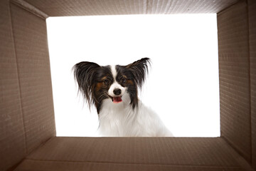 Wall Mural - Pet adoption service. Small, long-haired Papillon dog with black and white fur and large, pointed ears looking inside cardboard box isolated on white background. Concept of domestic animals, pet care