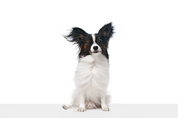 Wall Mural - Small, adorable, long-haired Papillon dog with black and white fur and large, pointed ears sits against white background. Winking. Concept of domestic animals, pet care, vet, companion