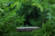 © 52Ps.Studio - Stone tabletop podium floor in outdoors tropical garden forest blurred green leaf plant nature background.Natural product placement pedestal stand display,jungle paradise concept.