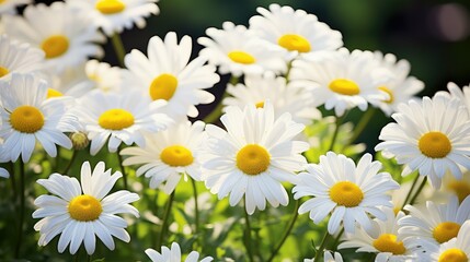 Sticker - garden flowers in sun