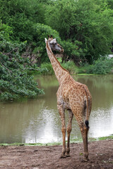 Wall Mural - The giraff in the garden at nature sawana grass