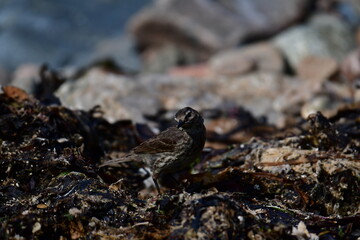 Bird on the rocks, Great Saltee Island, Kilmore Quay, Co. Wexford, Ireland