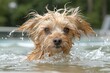 © denklim - Wet Dog Emerging From Pool Water On Sunny Day