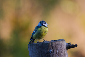 A colourful Blue tit (Cyanistes caeruleus) perching on a tree stump with a blurred background.