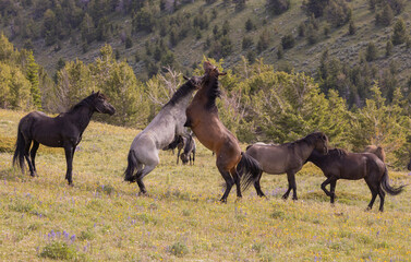 Wall Mural - wild horses in summer in the pryor mountains montana