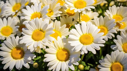 Wall Mural - daisies flowers in sun