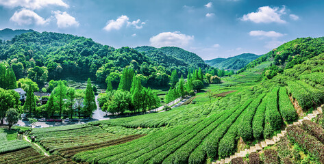 Canvas Print - Green tea plantation on the mountain. Green organic food