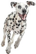 © Flowal93 - Energetic Dalmatian Running – Joyful Spotted Dog in Motion