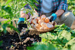 © Valerii Honcharuk - Fertilizing tomato plants with eggshells in raised garden box bed.