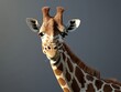© Julia D - Giraffe facing camera with light and shadow play on grey background