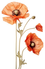 Wall Mural - PNG Real Pressed a California Poppys flower poppy nature