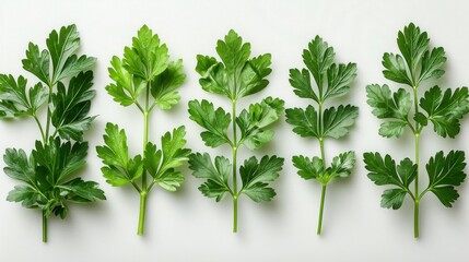 Green Parsley Sprigs in a Row on White Background