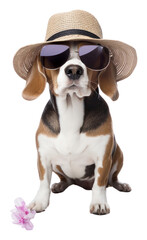 Poster - PNG Beagle animal pet accessories.