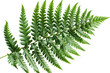 © PixeloAI - Large Green Fern Leaf