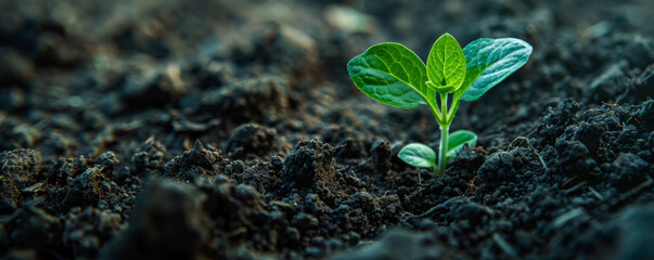a close-up of a seedling emerging from the soil, with tiny roots visible and tender leaves just begi