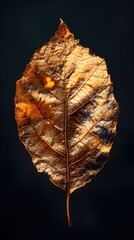 Wall Mural - Captivating Gradient Poplar Leaf in 17th Century Dutch Still Life Photographic Style