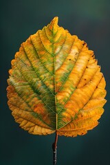 Poster - Intricate Autumn Alder Leaf with Vibrant Green and Sunlit Yellow Tones