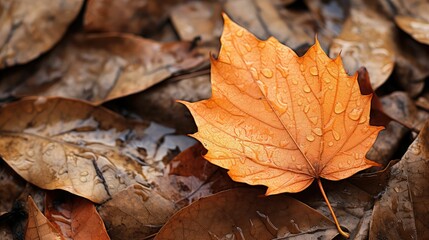 Wall Mural - close leaf orange fruit