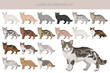 © a7880ss - American Wirehair cat clipart. All coat colors set.  All cat breeds characteristics infographic