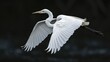 © Matthew - Graceful white bird gliding in the air with elegant wings spread wide