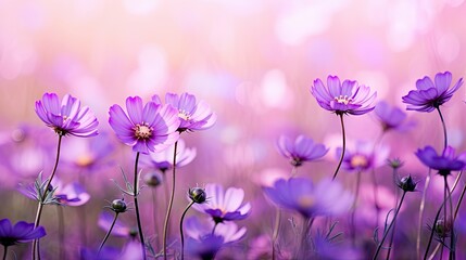 Wall Mural - shades flower purple background