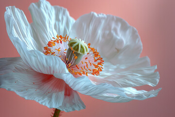 Wall Mural - Macro view of the center of a white poppy, with intricate details of the stamens and pistil, against a pastel pink background,