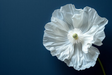 Wall Mural - Macro shot of a single white poppy petal, with a smooth, solid navy blue background,
