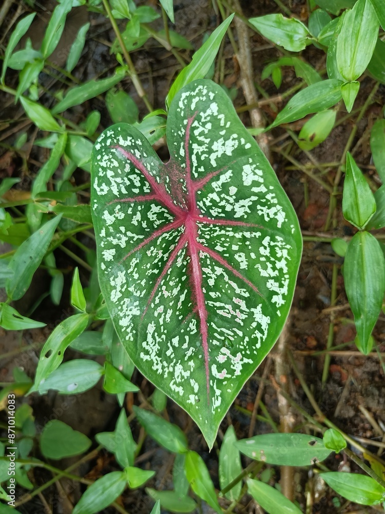 Caladium bicolor, called Heart of Jesus, is a species in the genus ...