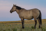 Fototapeta Konie - Beautiful Wild Horse in the Pryor Mountains Montana in Summer