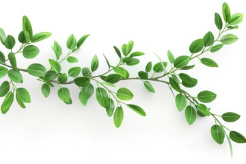 Sticker - Close-up of green leaves on a white background, suitable for botanical or scientific illustrations