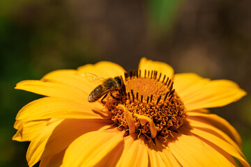 Wall Mural - A bee pollinating a yellow flower, highlighting natures beauty and the ecosystem in action