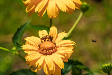 Wall Mural - A bee pollinating a yellow flower, highlighting natures beauty and the ecosystem in action