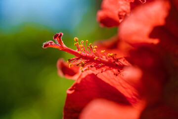 Wall Mural - A red hibiscus flower stands out against a green background, showcasing its vibrant colors