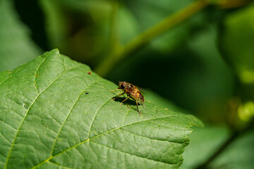 Wall Mural - Detailed macro photograph of an insect on a lush green leaf in its natural habitat