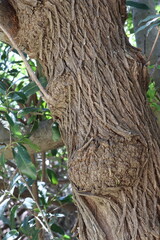 Wall Mural - Blue Elderberry, Sambucus Mexicana, a charismatic tree displaying scarred densely furrowed ridge bark during Spring in the Santa Monica Mountains.